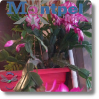 Journal | Libellule n°133 | Monde | Avril 2020